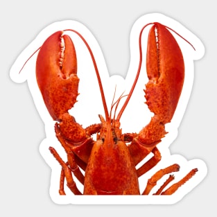 Atlantic Lobster 2 Sticker